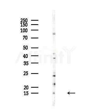 HSP10 Antibody - Western blot analysis of lysates from Rat liver, using HSP10 Antibody at 1/1000 dilution.
