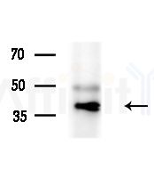 COPS3 Antibody - Western blot analysis of extracts from various samples, using COPS3 Antibody at 1/1000 dilution.