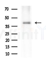 COPS3 Antibody - Western blot analysis of extracts from Mouse testis, using COPS3 Antibody at 1/1000 dilution.