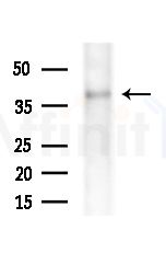 COPS3 Antibody - Western blot analysis of extracts from Rat lung, using COPS3 Antibody at 1/1000 dilution.