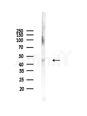 COPS3 Antibody - Western blot analysis of lysates from Rat lung, using COPS3 Antibody at 1/1000 dilution.