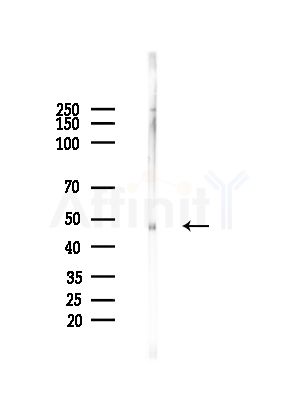 COPS3 Antibody - Western blot analysis of lysates from Mouse testis, using COPS3 Antibody at 1/1000 dilution.