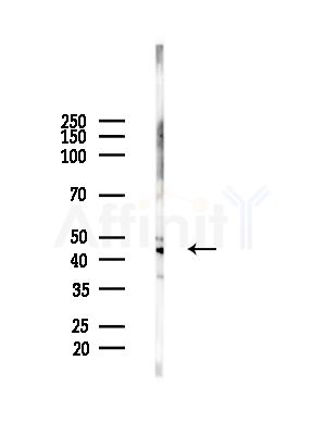COPS3 Antibody - Western blot analysis of lysates from HepG2 cells(LPS,4h treatment), using COPS3 Antibody at 1/1000 dilution.