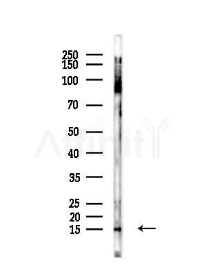 MLANA Antibody - Western blot analysis of lysates from 293 cells(LPS,4h treatment), using MLANA Antibody at 1/1000 dilution.
