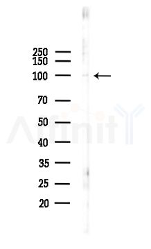 MCM5 Antibody - Western blot analysis of lysates from RAW264.