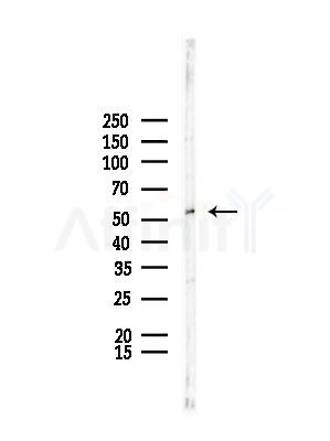MMP14 Antibody - Western blot analysis of lysates from Rat testis, using MMP14 Antibody at 1/1000 dilution.