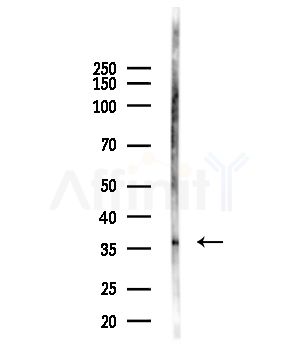 NKX3.1 Antibody - Western blot analysis of lysates from B16F10-LUC cells(heat-shock,45min treatment), using NKX3.