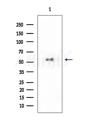POU2F2 Antibody - Western blot analysis of extracts from COLO205 cells, using POU2F2 Antibody at 1/1000 dilution.