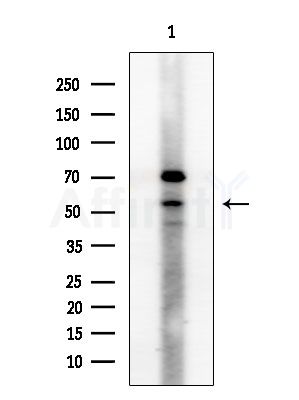 POU2F2 Antibody - Western blot analysis of extracts from Mouse lung, using POU2F2 Antibody at 1/1000 dilution.