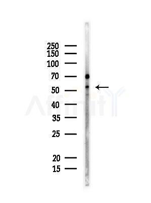 POU2F2 Antibody - Western blot analysis of lysates from Mouse lung, using POU2F2 Antibody at 1/1000 dilution.
