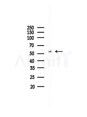 POU2F2 Antibody - Western blot analysis of lysates from COLO205 cells, using POU2F2 Antibody at 1/1000 dilution.
