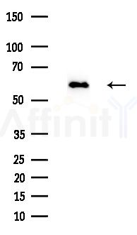 Cyclin L1 Antibody - Western blot analysis of extracts from Rat brain, using Cyclin L1 Antibody at 1/1000 dilution.