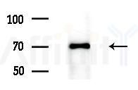 Cyclin L1 Antibody - Western blot analysis of extracts from Mouse liver, using Cyclin L1 Antibody at 1/1000 dilution.