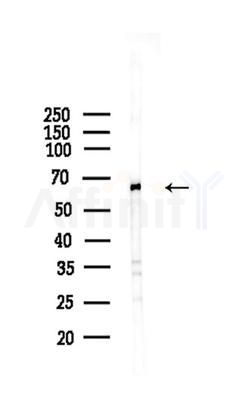 Cyclin L1 Antibody - Western blot analysis of lysates from Mouse liver, using Cyclin L1 Antibody at 1/1000 dilution.