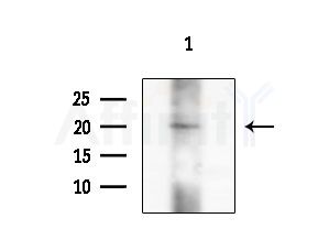 TGFB3 Antibody - Western blot analysis of extracts from 293 cells(LPS 4h treatment), using TGFB3 Antibody at 1/1000 dilution.