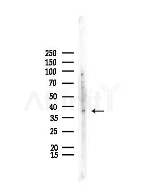 CDK7 Antibody - Western blot analysis of lysates from Rat testis, using CDK7 Antibody at 1/1000 dilution.