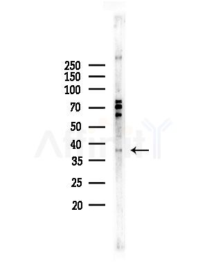 CDK7 Antibody - Western blot analysis of lysates from COLO205 cells, using CDK7 Antibody at 1/1000 dilution.