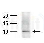 NEDD8 Antibody - Western blot analysis of lysates from various samples, using NEDD8 Antibody at 1/1000 dilution.