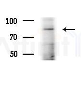 NEDD8 Antibody - Western blot analysis of lysates from RAW264.
