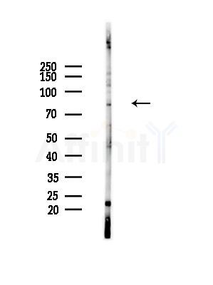 NEDD8 Antibody - Western blot analysis of lysates from RAW264.