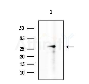 SENP8 Antibody - Western blot analysis of lysates from HUVEC cells, using SENP8 Antibody at 1/1000 dilution.