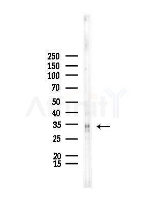 TRADD Antibody - Western blot analysis of lysates from Rat testis, using TRADD Antibody at 1/1000 dilution.