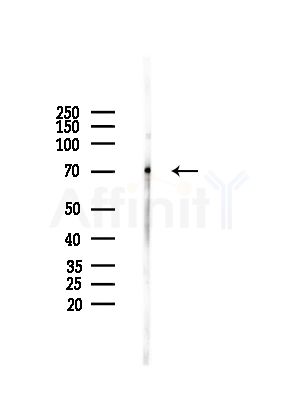 Uba2 Antibody - Western blot analysis of lysates from HepG2 cells(LPS,4h treatment), using Uba2 Antibody at 1/1000 dilution.