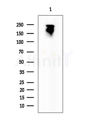 Ubiquitin Antibody - Western blot analysis of extracts from Mouse brain, using Ubiquitin Antibody at 1/1000 dilution.