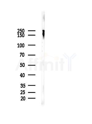 Ubiquitin Antibody - Western blot analysis of lysates from Mouse brain, using Ubiquitin Antibody at 1/1000 dilution.