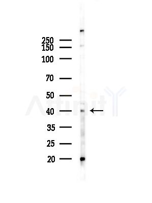 USF2 Antibody - Western blot analysis of lysates from RAW264.