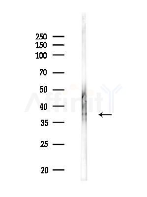 XPA Antibody - Western blot analysis of lysates from Mouse testis, using XPA Antibody at 1/1000 dilution.