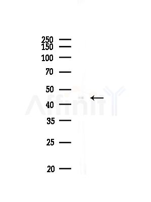 BCKD Antibody - Western blot analysis of lysates from Mouse lung, using BCKD Antibody at 1/1000 dilution.