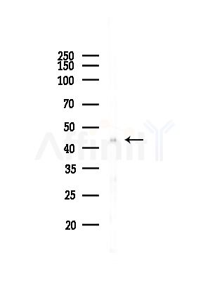 BCKD Antibody - Western blot analysis of lysates from PC12 cells, using BCKD Antibody at 1/1000 dilution.