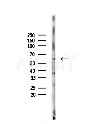 KLF11 Antibody - Western blot analysis of lysates from Mouse testis, using KLF11 Antibody at 1/1000 dilution.