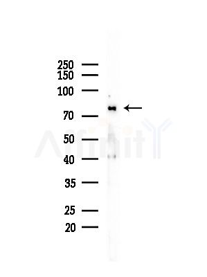 AKAP8 Antibody - Western blot analysis of lysates from Mouse liver, using AKAP8 Antibody at 1/1000 dilution.
