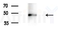 DLX3 Antibody - Western blot analysis of extracts from Mouse liver, using DLX3 Antibody at 1/1000 dilution.