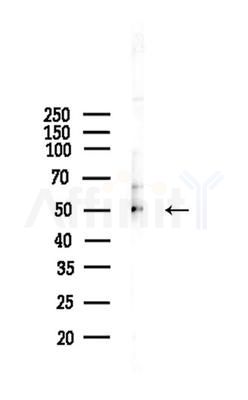 DLX3 Antibody - Western blot analysis of lysates from Mouse liver, using DLX3 Antibody at 1/1000 dilution.