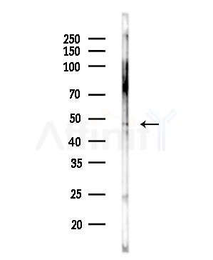 MOS Antibody - Western blot analysis of lysates from Rat liver, using MOS Antibody at 1/1000 dilution.