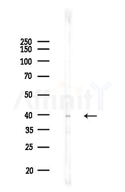 DMC1 Antibody - Western blot analysis of lysates from Rat liver, using DMC1 Antibody at 1/1000 dilution.
