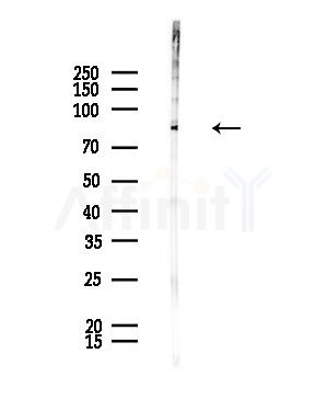 MAN1B1 Antibody - Western blot analysis of lysates from Rat brain, using MAN1B1 Antibody at 1/1000 dilution.