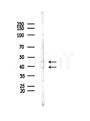 CBX6 Antibody - Western blot analysis of lysates from Mouse testis, using CBX6 Antibody at 1/1000 dilution.