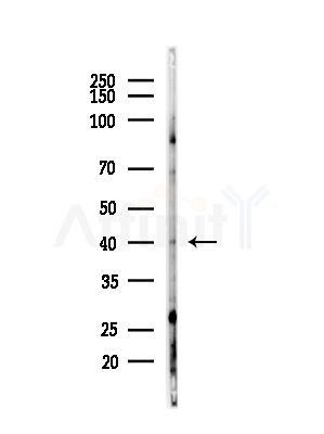 FOXH1 Antibody - Western blot analysis of lysates from B16F10-LUC cells(starvation,24h treatment), using FOXH1 Antibody at 1/1000 dilution.