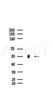 DUS2L Antibody - Western blot analysis of lysates from Rat brain, using DUS2L Antibody at 1/1000 dilution.