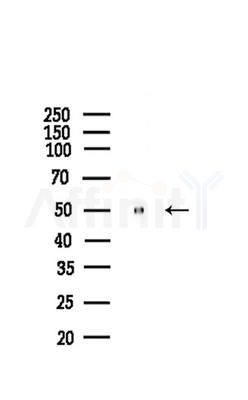 DUS2L Antibody - Western blot analysis of lysates from Mouse liver, using DUS2L Antibody at 1/1000 dilution.