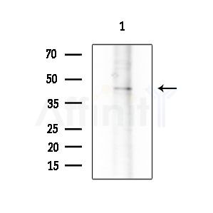 BHLHB3 Antibody - Western blot analysis of extracts from Hela cells(heat-shock treatment), using BHLHB3 Antibody at 1/1000 dilution.