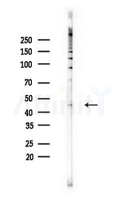 BHLHB3 Antibody - Western blot analysis of lysates from Hela cells(heat-shock,45min treatment), using BHLHB3 Antibody at 1/1000 dilution.