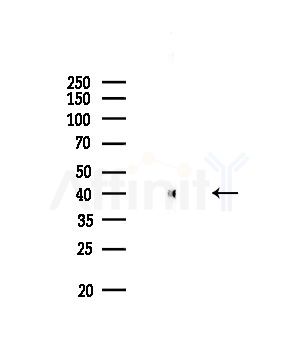 GAS41 Antibody - Western blot analysis of lysates from Rat brain, using GAS41 Antibody at 1/1000 dilution.
