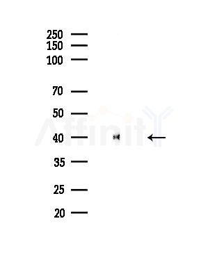 GAS41 Antibody - Western blot analysis of lysates from Mouse testis, using GAS41 Antibody at 1/1000 dilution.