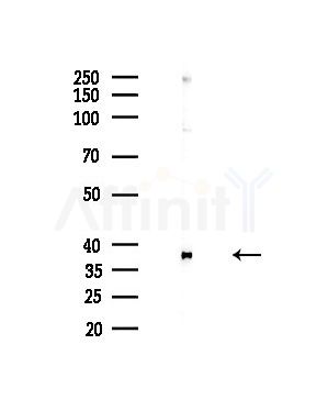GAS41 Antibody - Western blot analysis of lysates from HepG2 cells(LPS,4h treatment), using GAS41 Antibody at 1/1000 dilution.