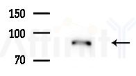 ES8L2 Antibody - Western blot analysis of extracts from Rat brain, using ES8L2 Antibody at 1/1000 dilution.